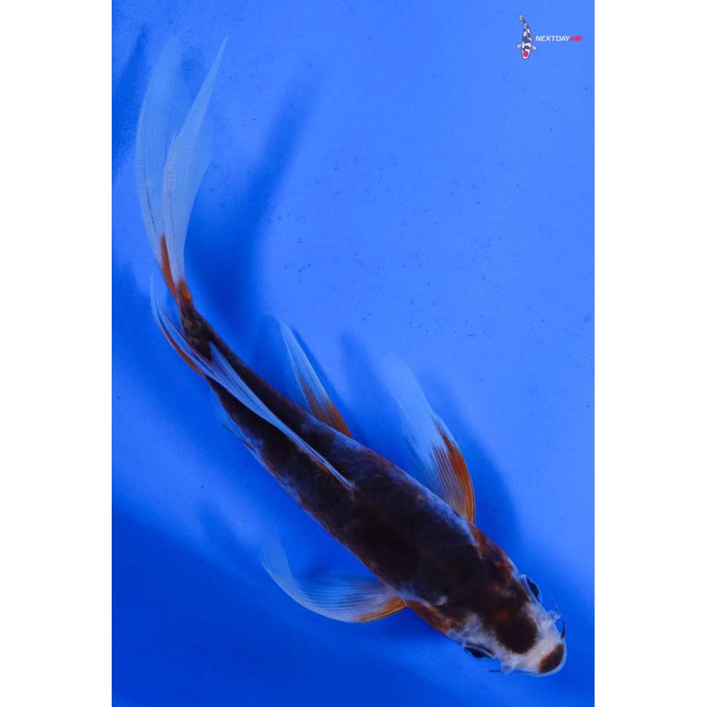 6” Imported Asagi Butterfly Koi