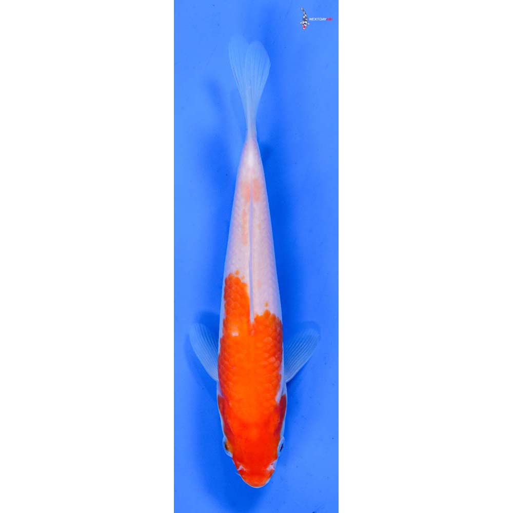 6.5” Imported Kohaku