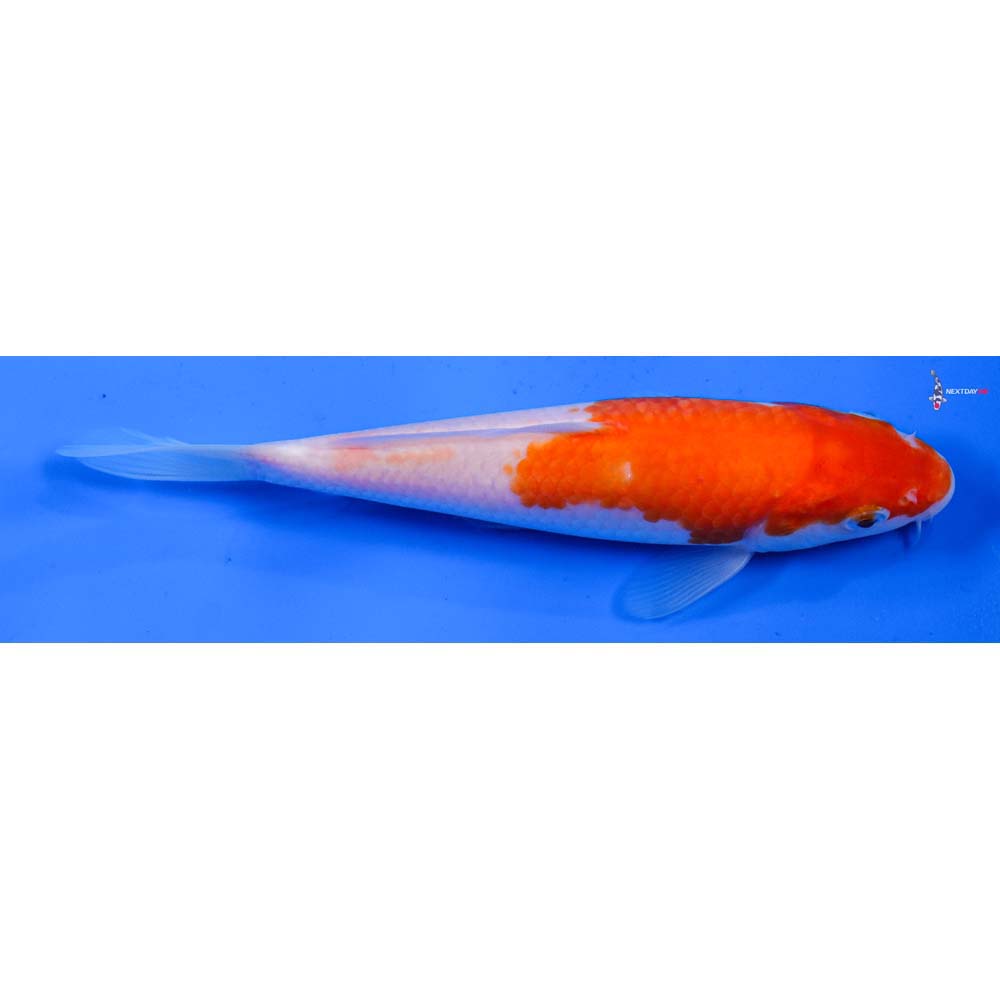 6.5” Imported Kohaku