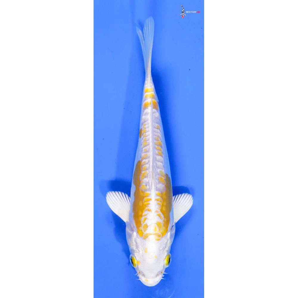 7” Imported Doitsu Lemon Hariwake