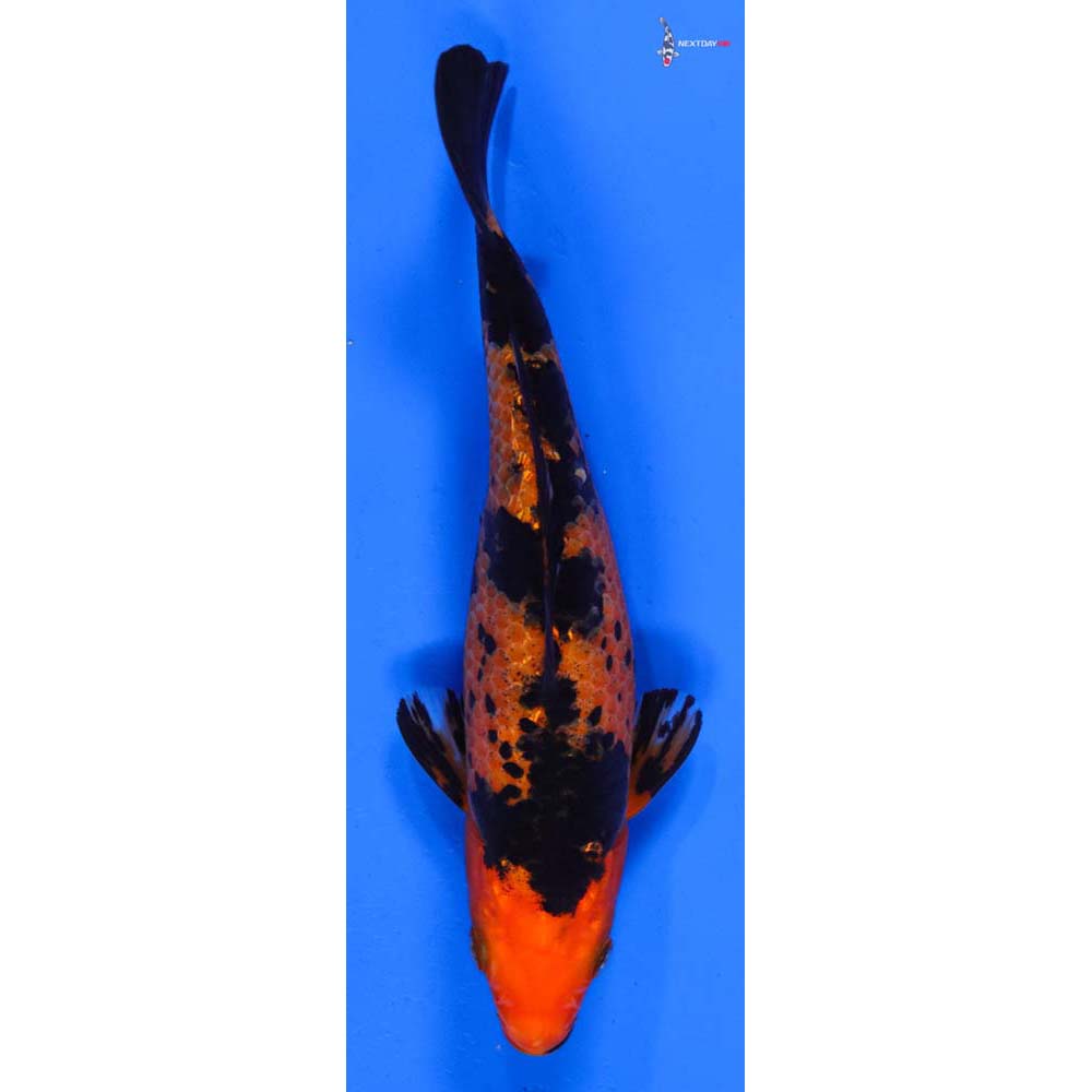 7” Imported Gin Rin Aka Bekko