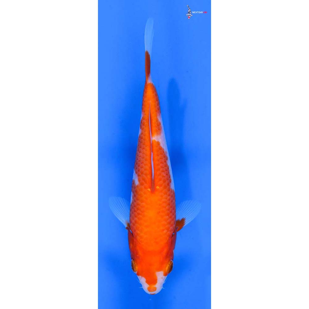 6.5” Imported Kohaku