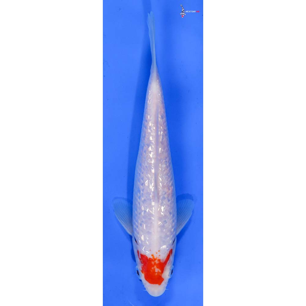 7” Imported Gin Rin Kohaku