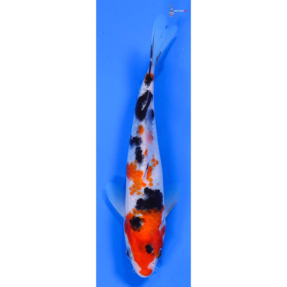 7.5” Imported Sanke