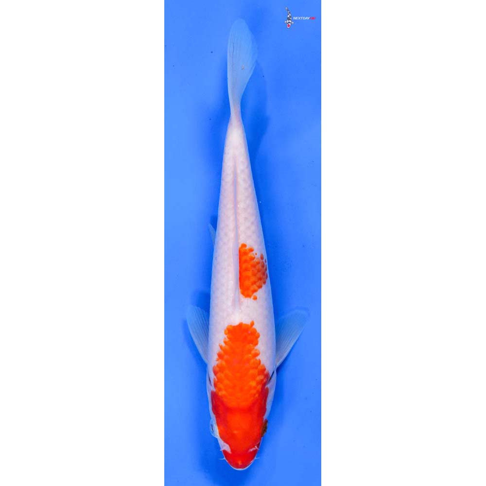 8” Imported Kohaku