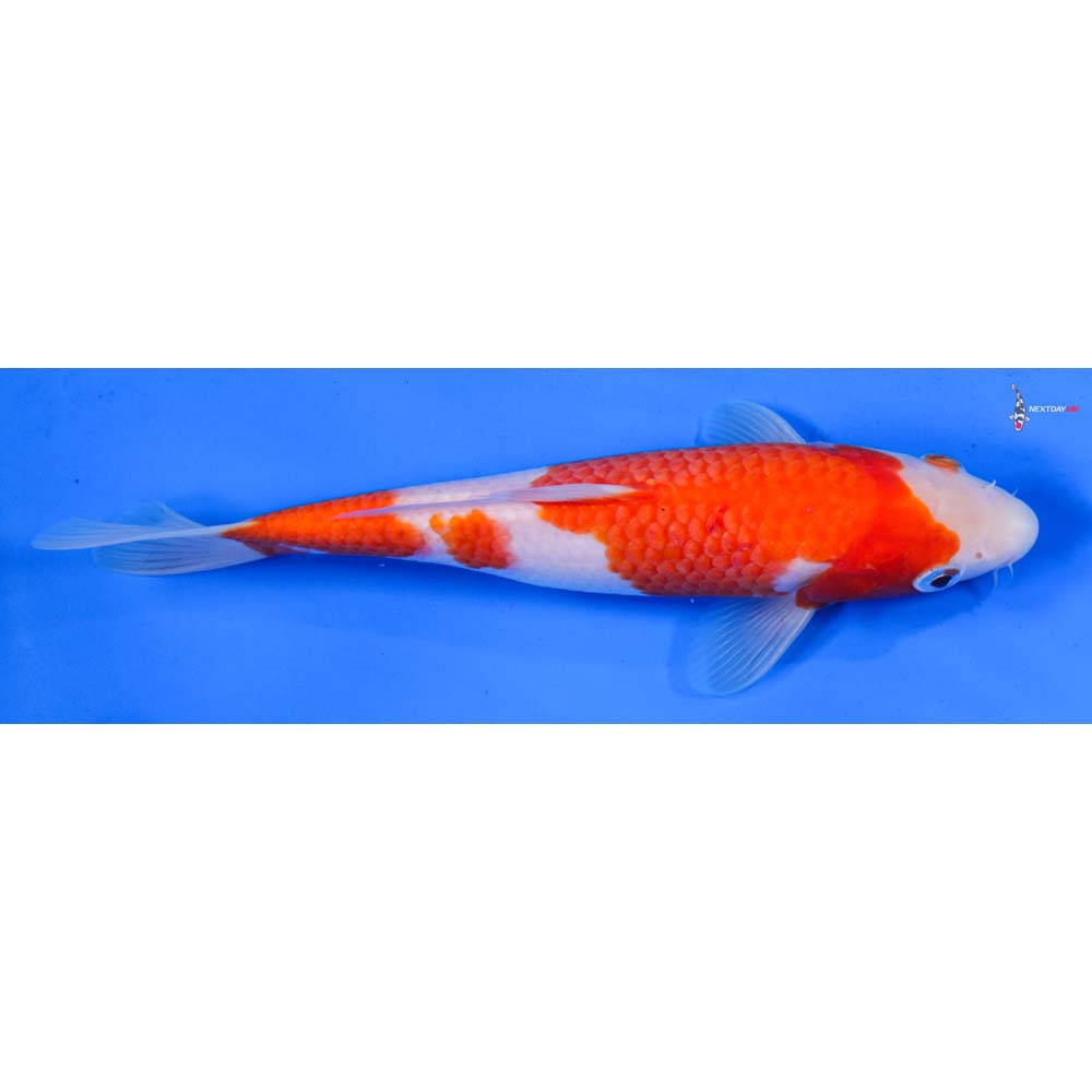 8” Imported Kohaku