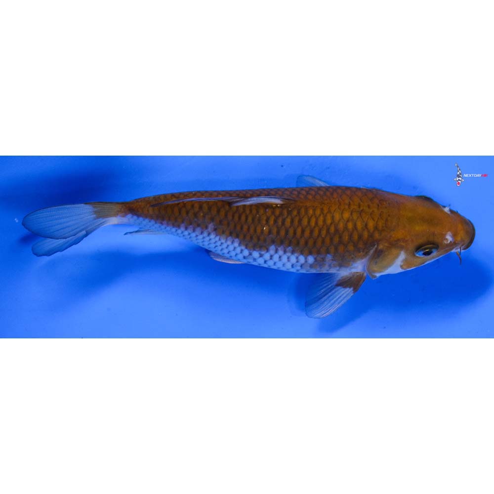 6.5” Imported Ochiba Shigure