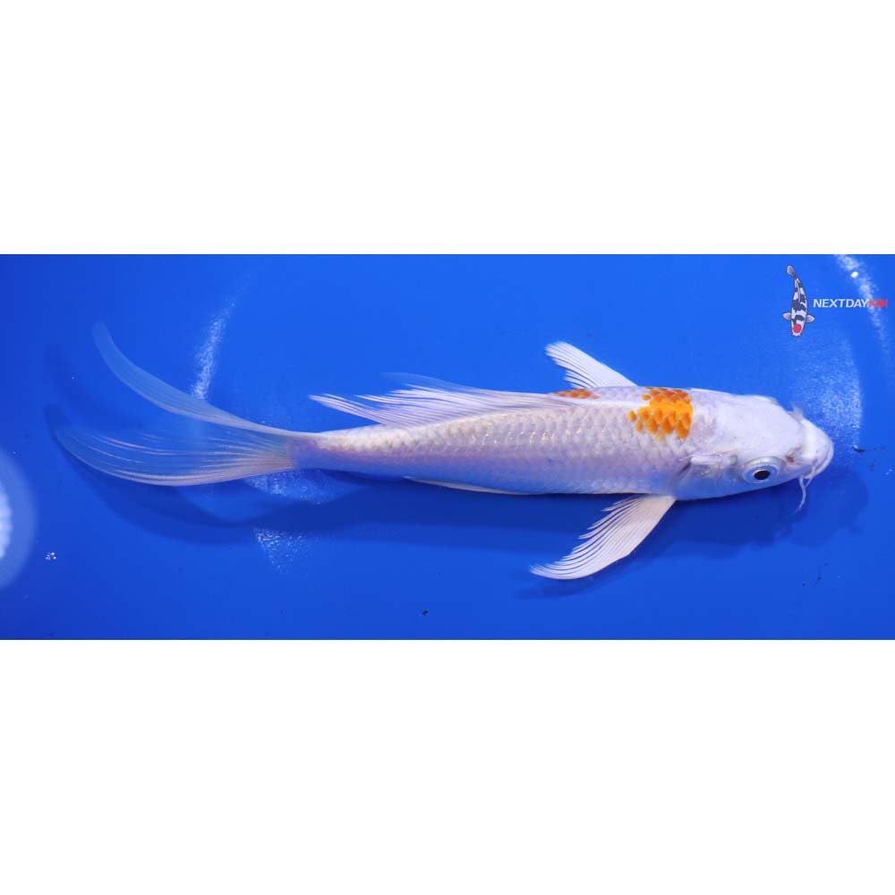 6.5” Imported Hariwake Butterfly Koi