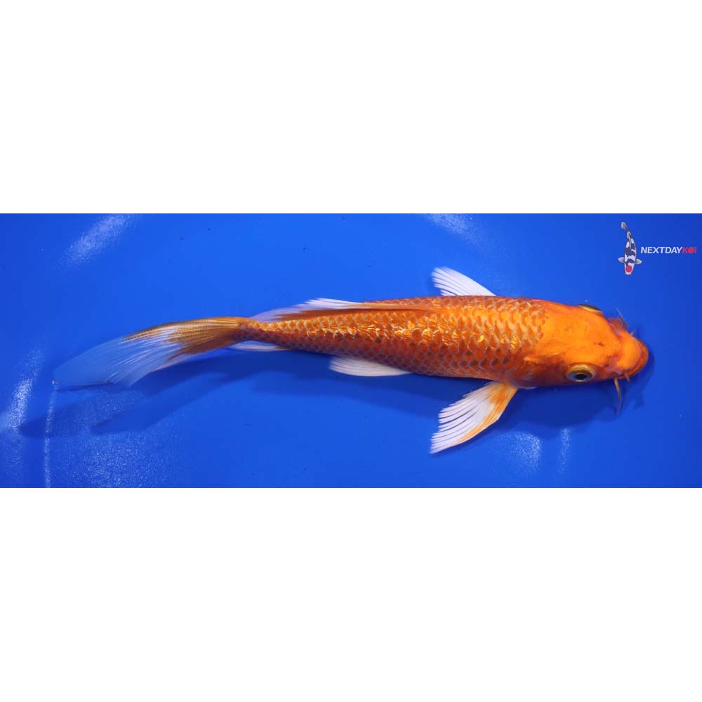 6.5” Imported Gin Rin Orenji Ogon Butterfly Koi