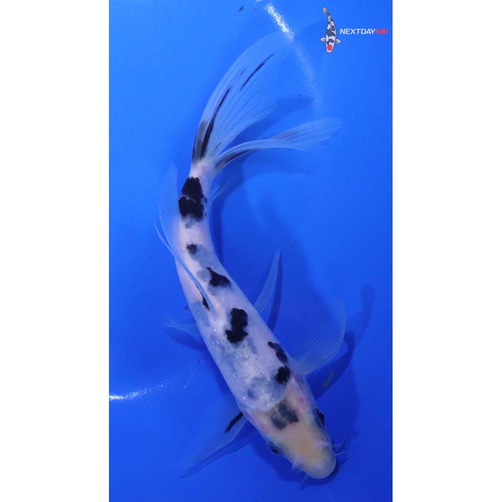 6.5” Imported Shiro Bekko Butterfly Koi