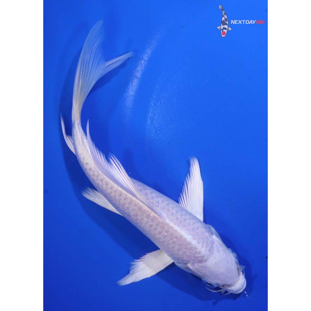 6” Imported Platinum Ogon Butterfly Koi