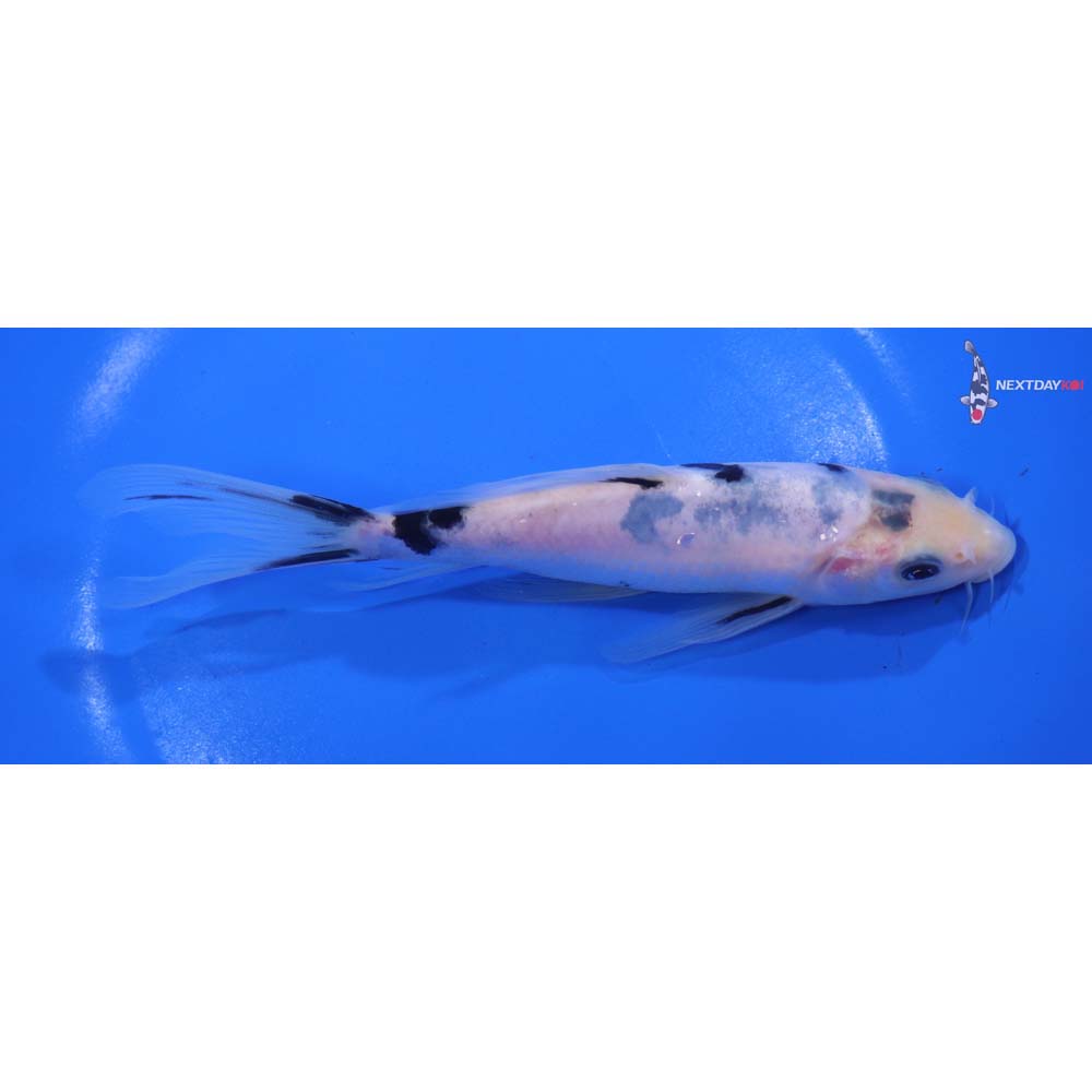 6.5” Imported Shiro Bekko Butterfly Koi