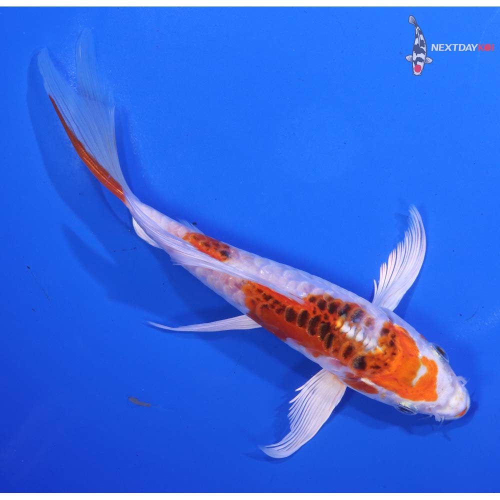 6.5” Imported Armor Scaled Kujaku Butterfly Koi