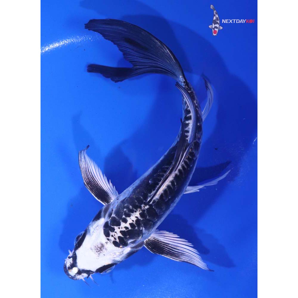 7” Imported Kikokuryu Butterfly Koi