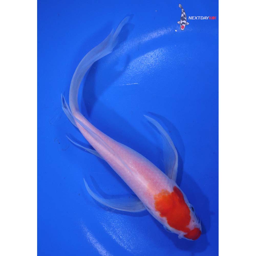 7” Imported Kohaku Butterfly Koi