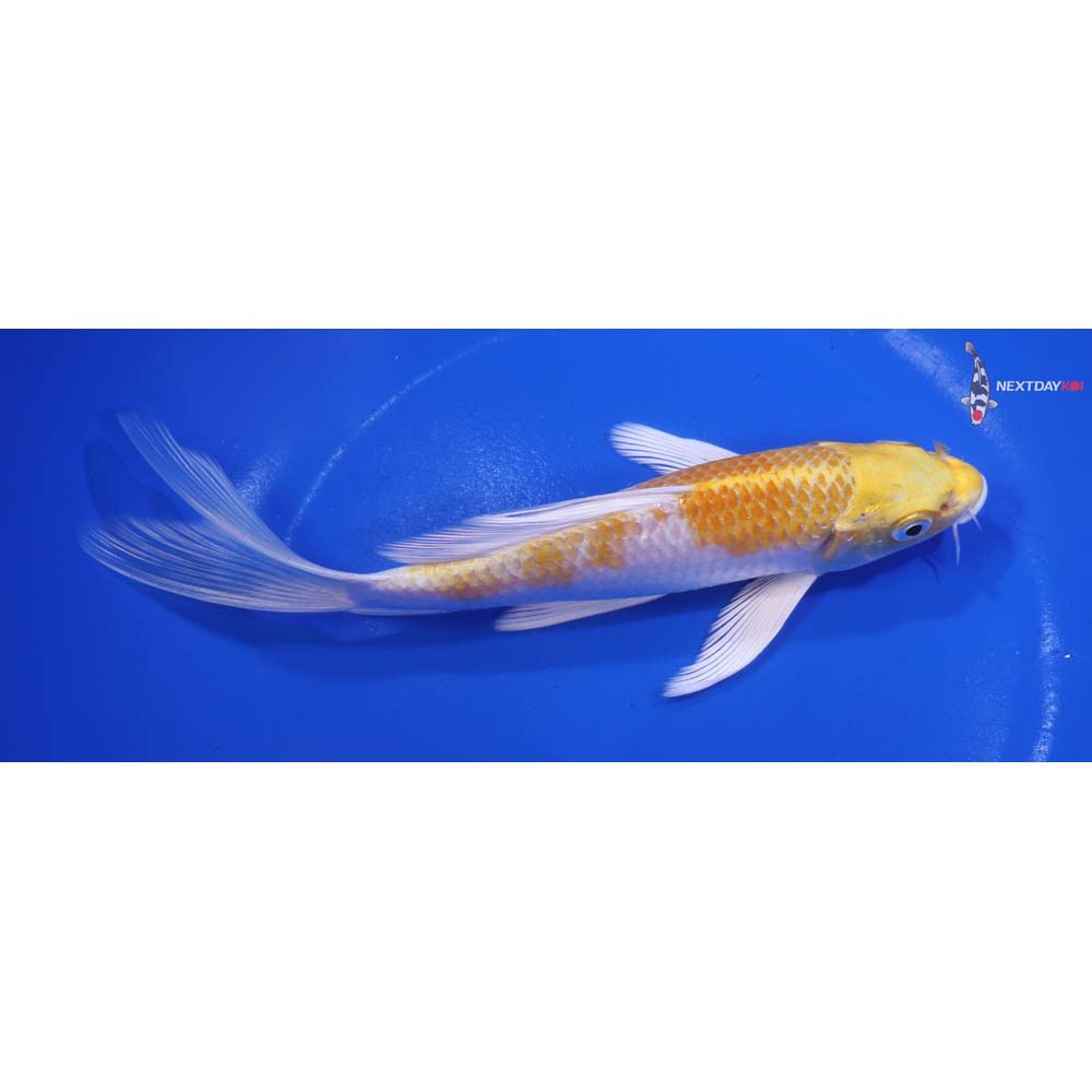 7” Imported Lemon Hariwake Butterfly Koi