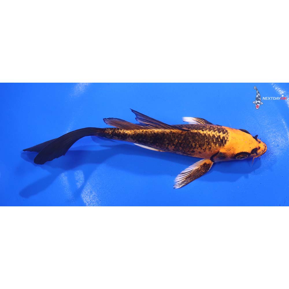6” Imported Orenji Matsuba Butterfly Koi