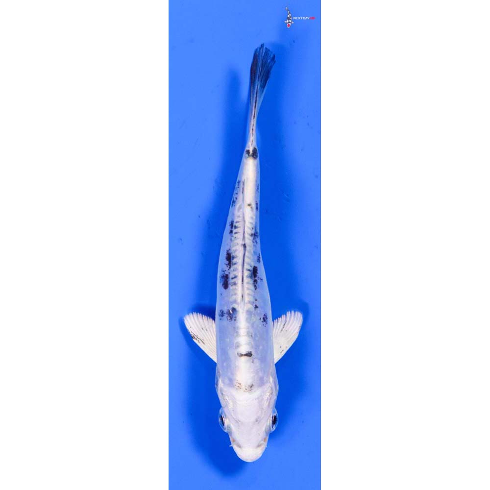 4” Imported Doitsu Gin Shiro Bekko