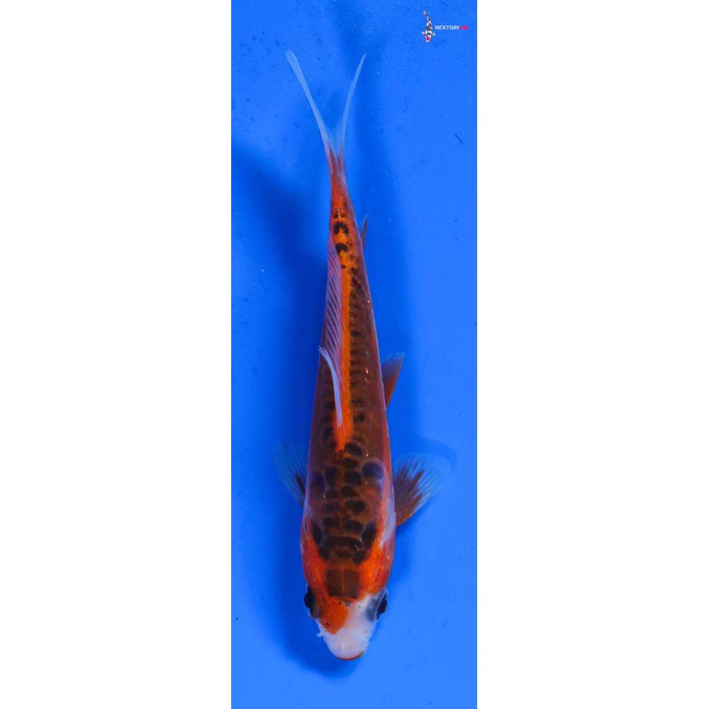 4” Imported Shusui