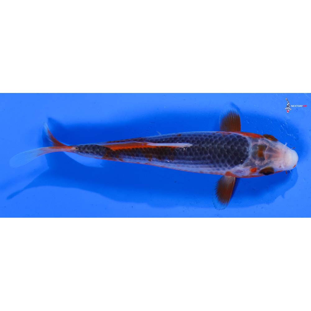 4.5” Imported Asagi