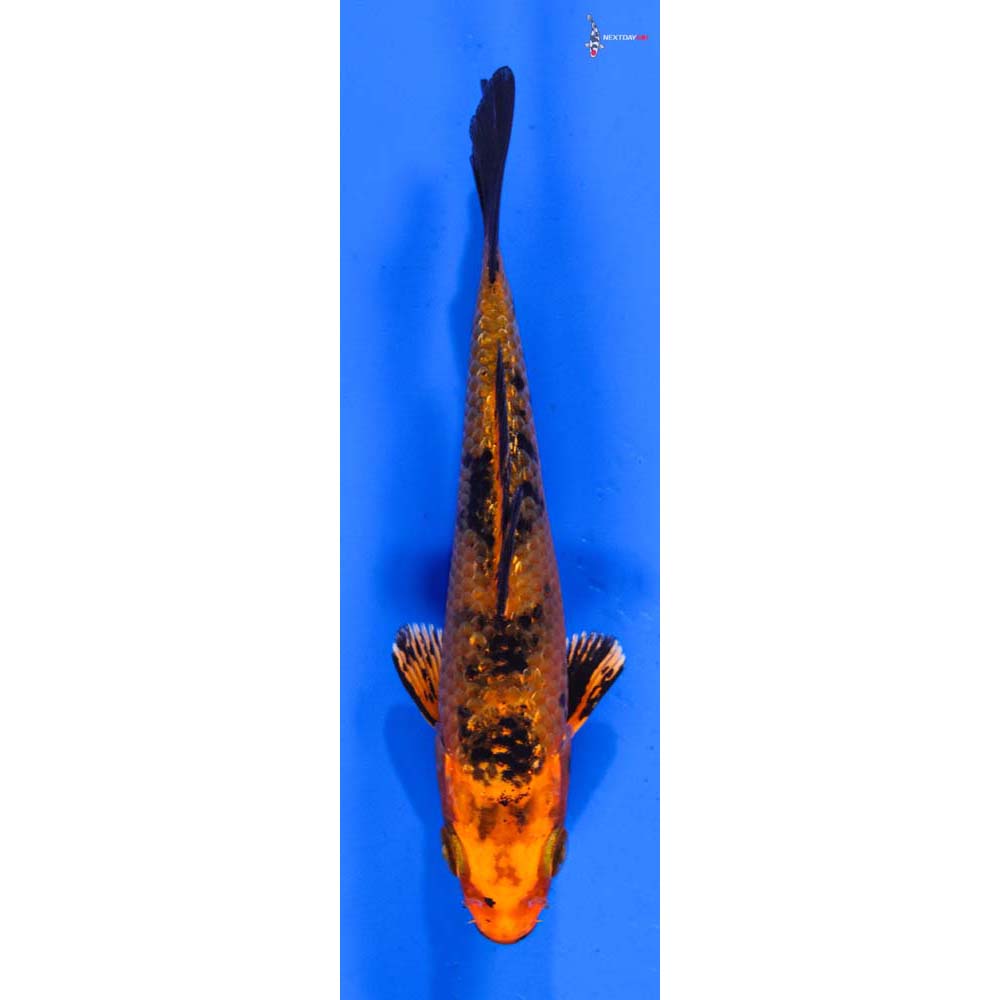 4” Imported Gin Rin Kin Aka Bekko