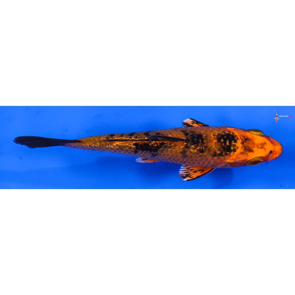 4” Imported Gin Rin Kin Aka Bekko