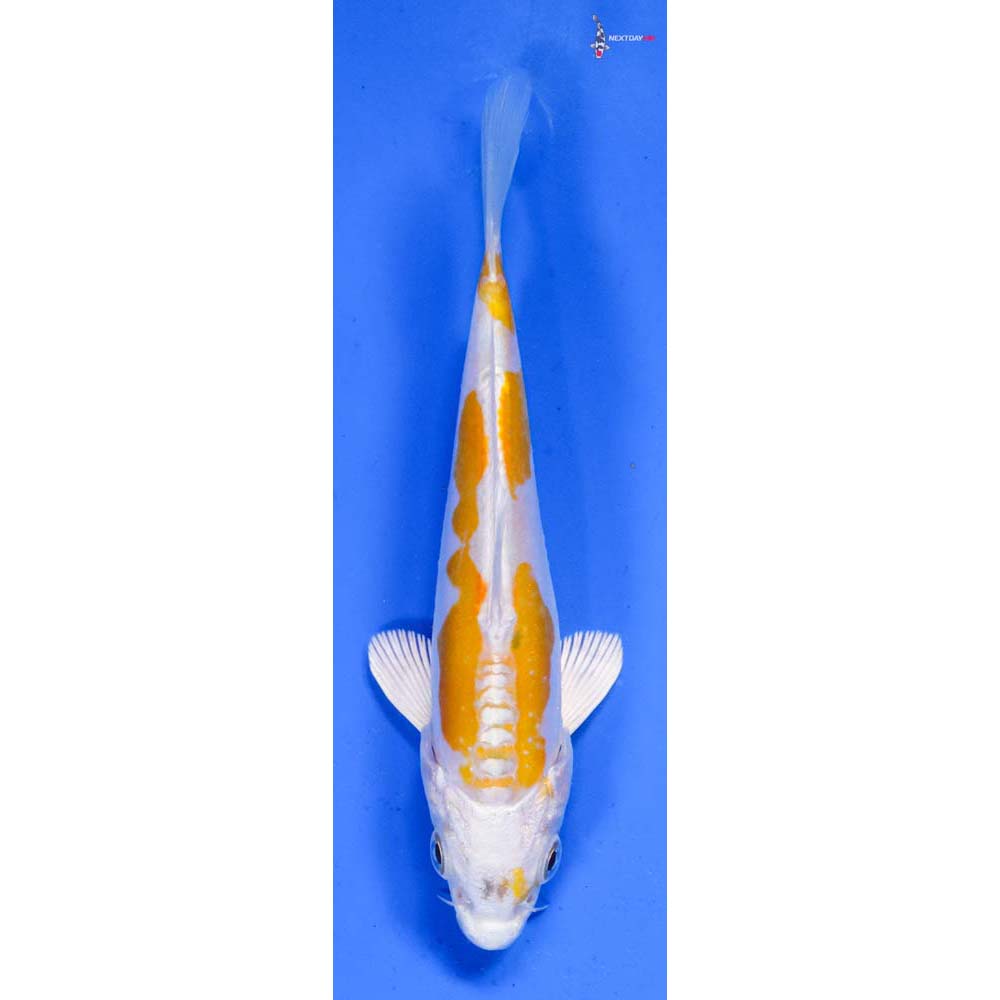 5” Imported Kikusui