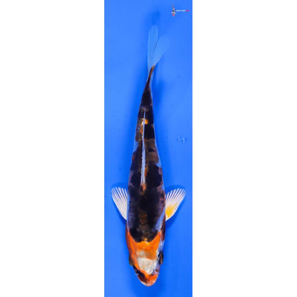 5” Imported Kujaku