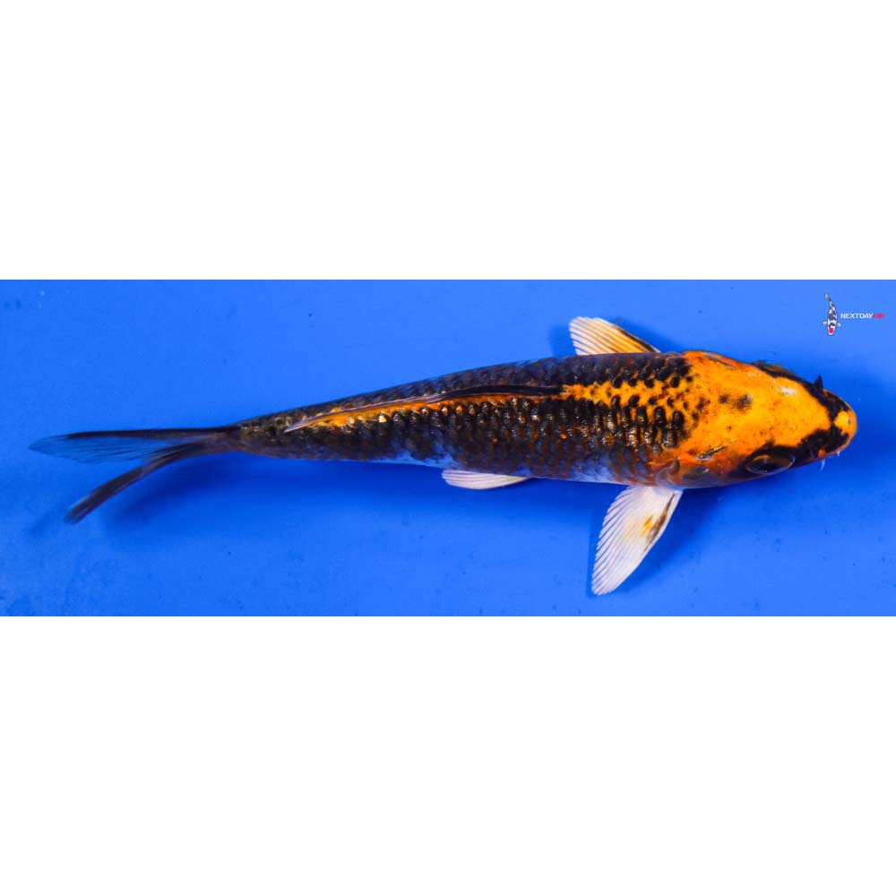 5” Imported Kujaku