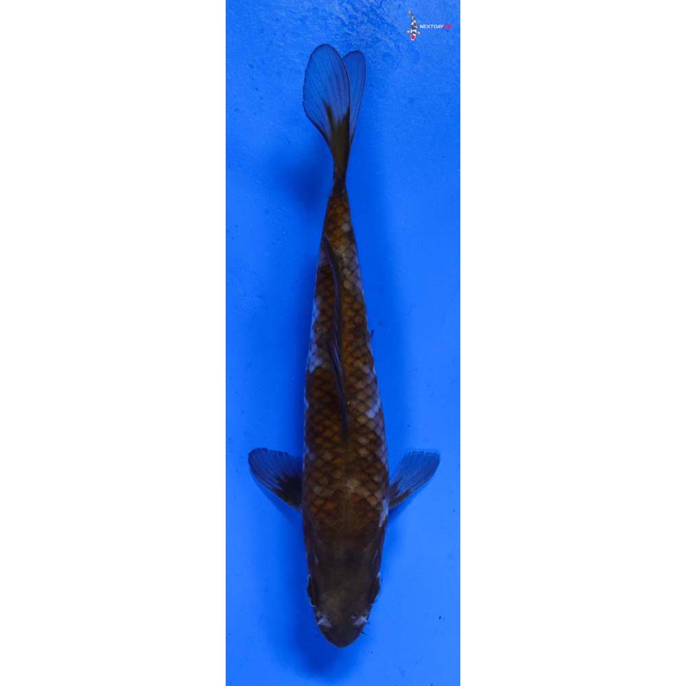 5” Imported Ochiba Shigure