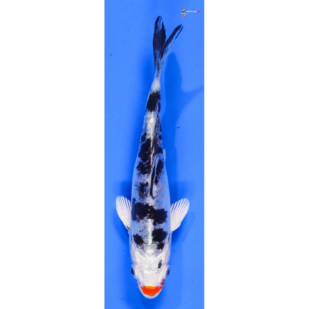 5.5” Imported Heisei Nishiki