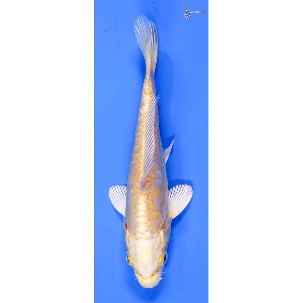 5.5” Imported Doitsu Yamabuki Ogon