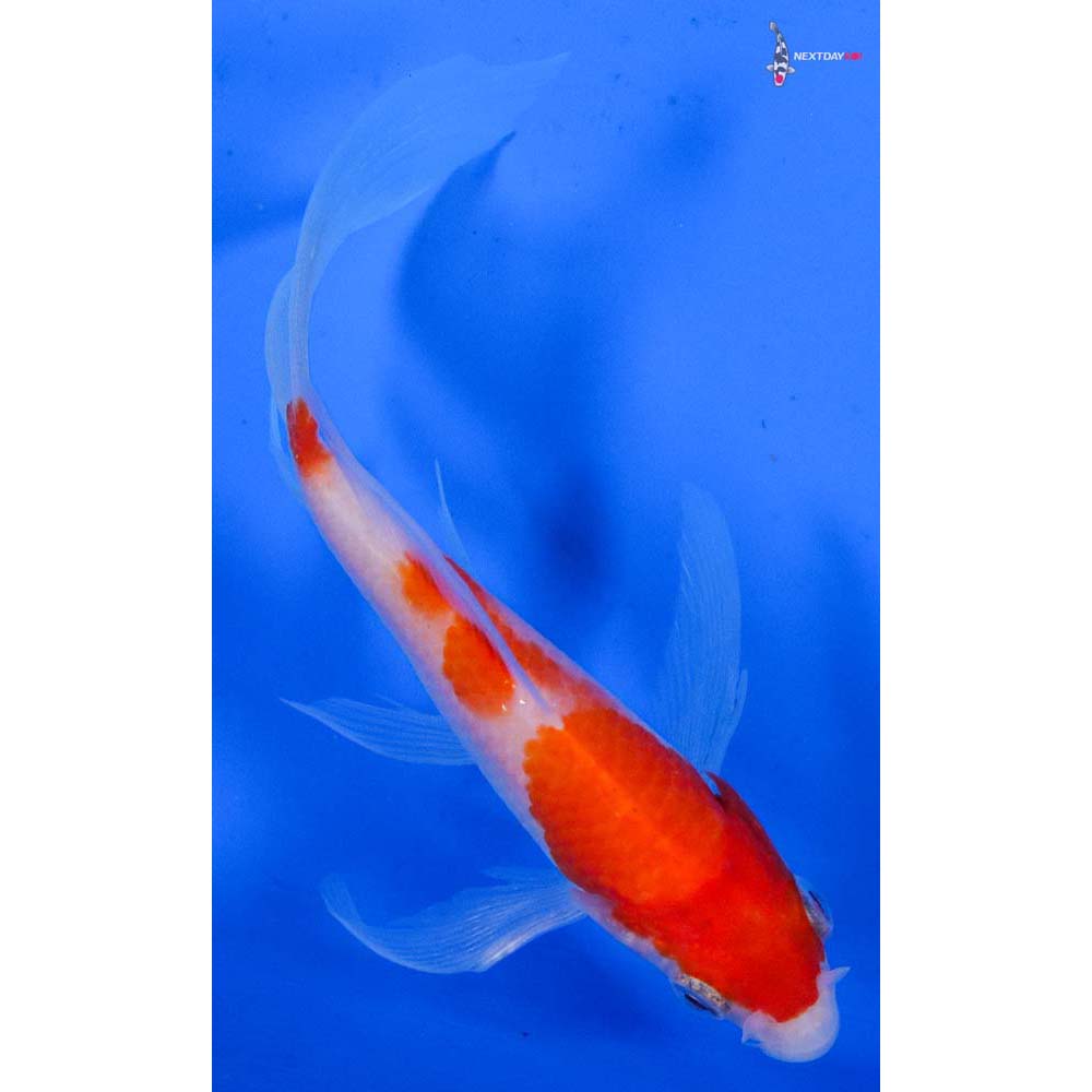4” Imported Kohaku Butterfly Koi