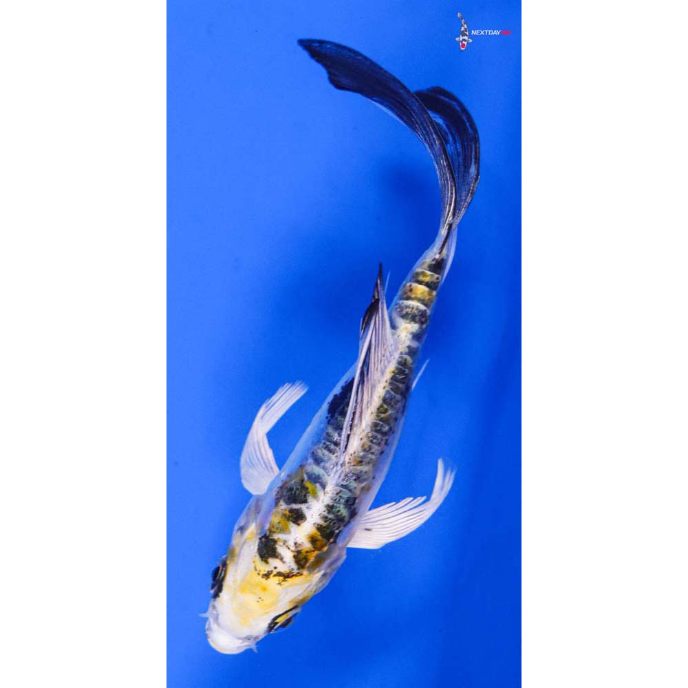 4” Imported Heisei Nishiki Butterfly Koi