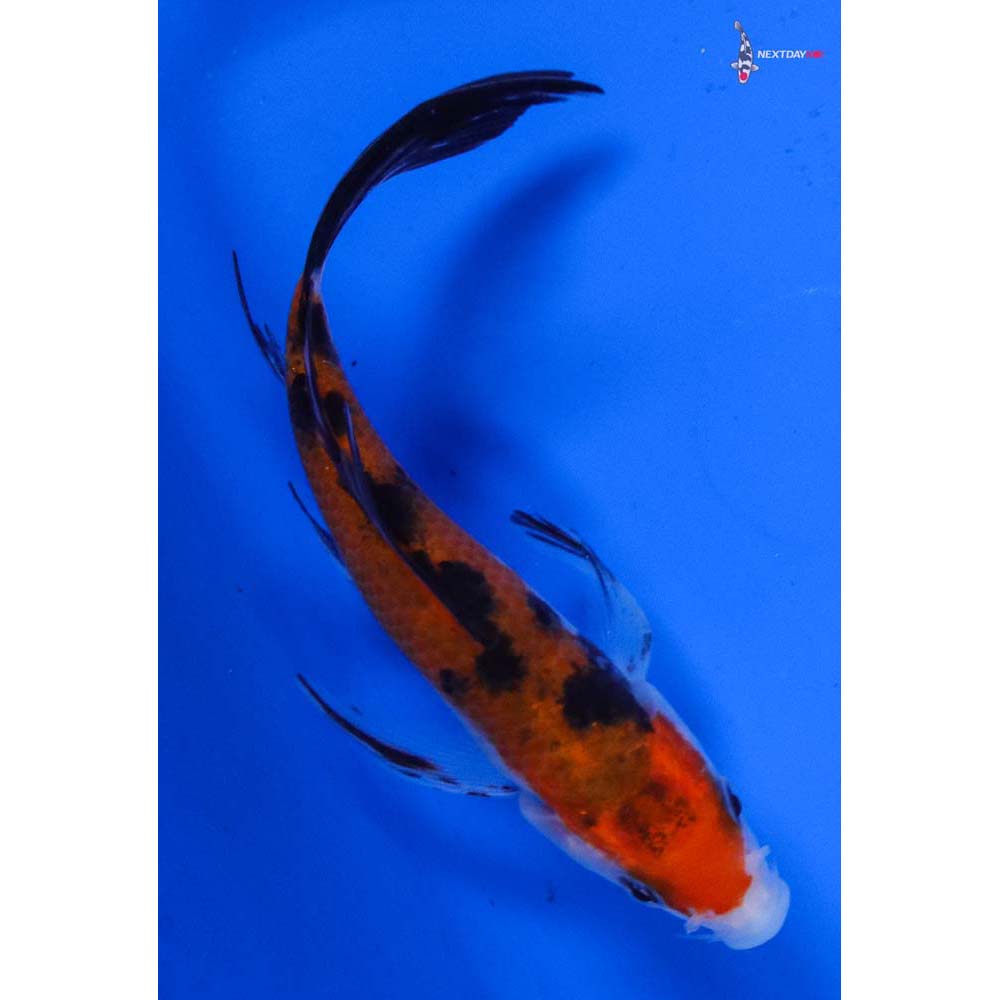 4” Imported Sanke Butterfly Koi