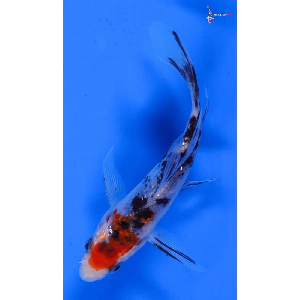 4” Imported Sanke Butterfly Koi
