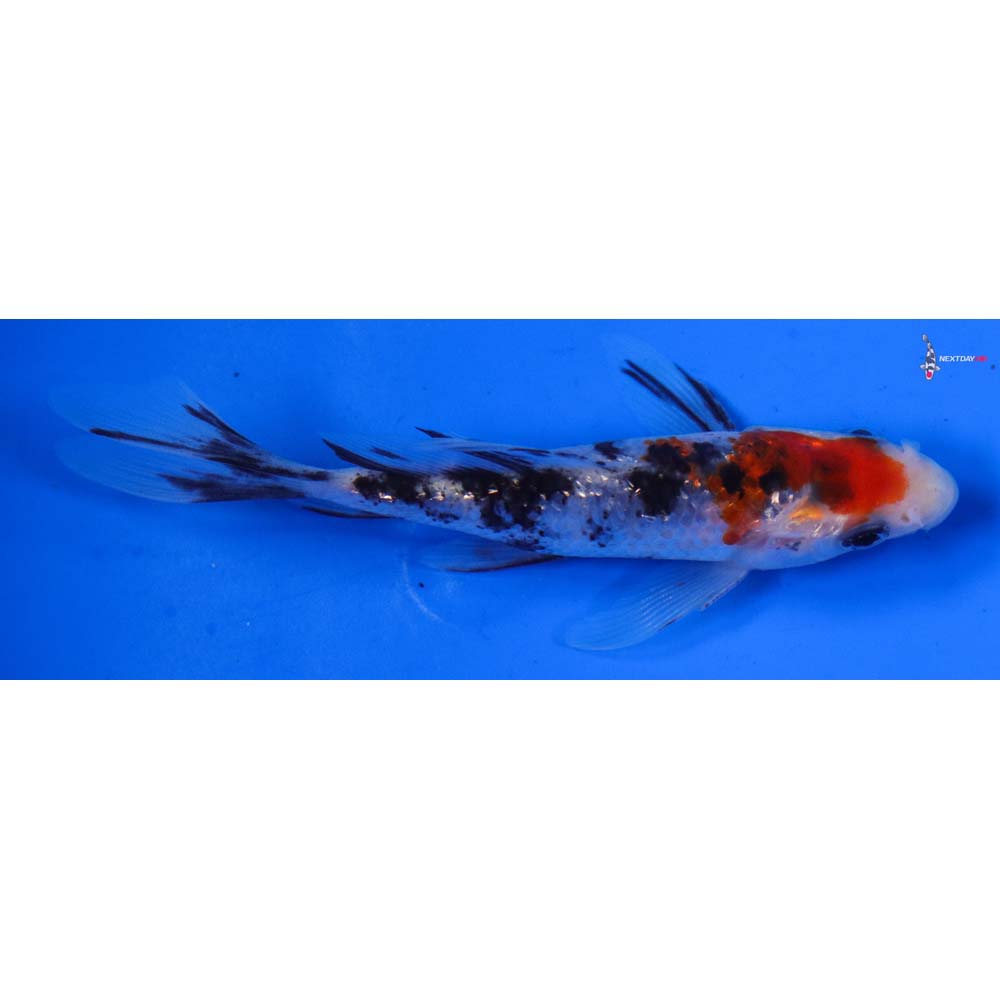 4” Imported Sanke Butterfly Koi