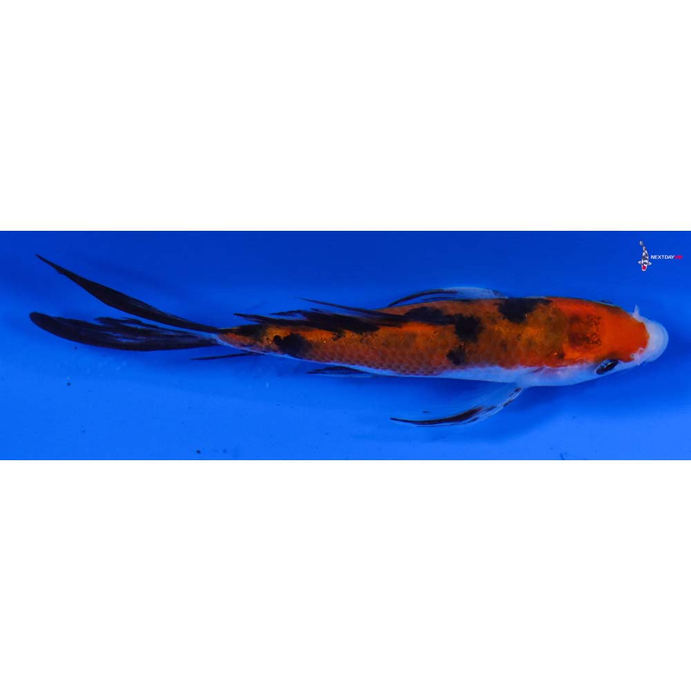 4” Imported Sanke Butterfly Koi