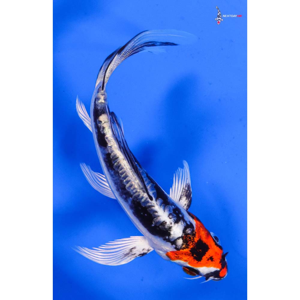 4.5” Imported Kin Kikokuryu Butterfly Koi