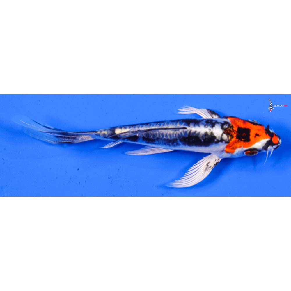 4.5” Imported Kin Kikokuryu Butterfly Koi