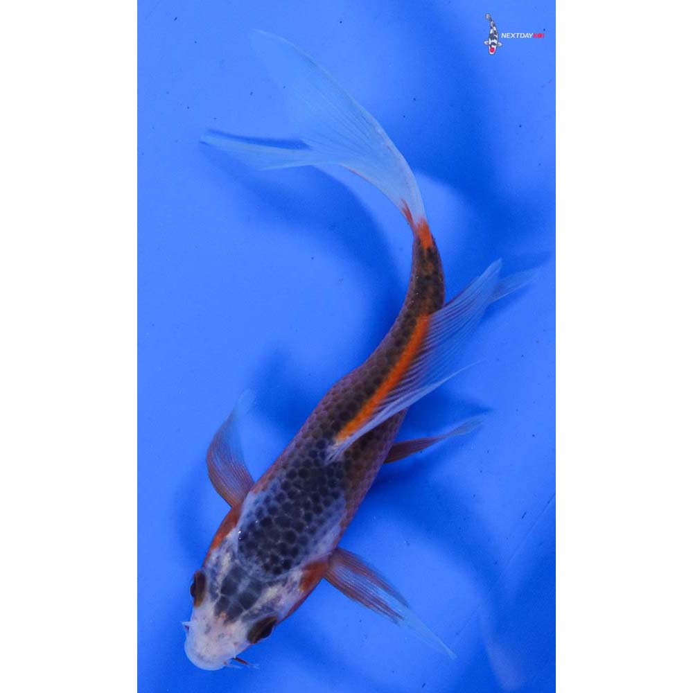 4.5” Imported Asagi Butterfly Koi