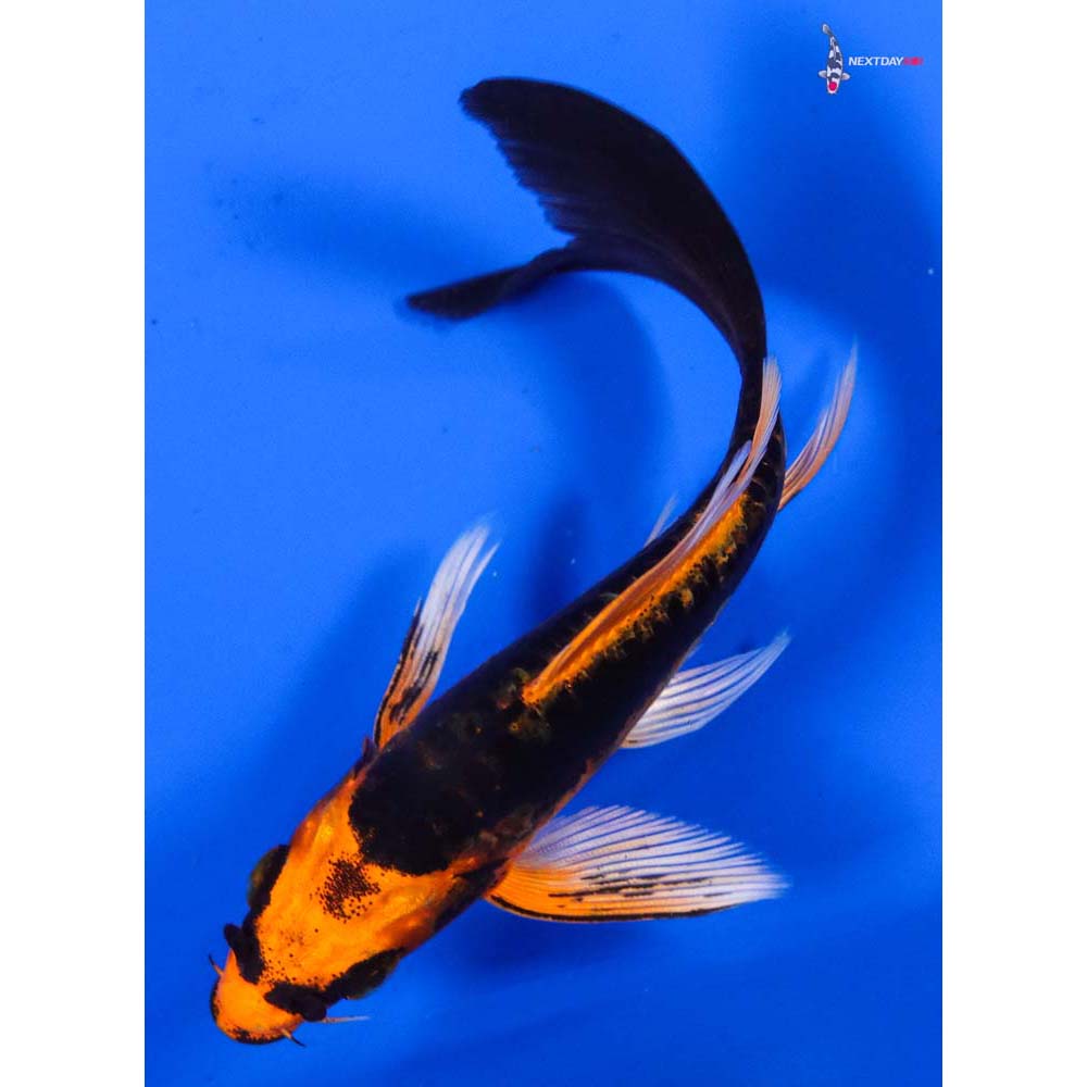 4.5” Imported Kin Kikokuryu Butterfly Koi
