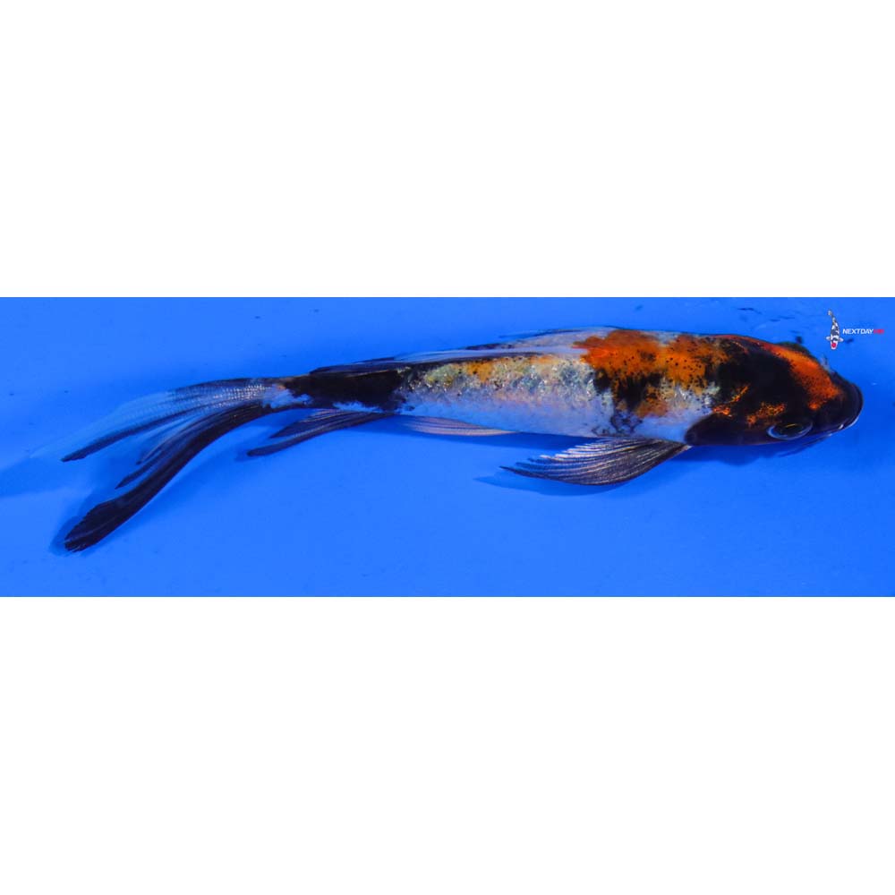 5” Imported Showa Butterfly Koi