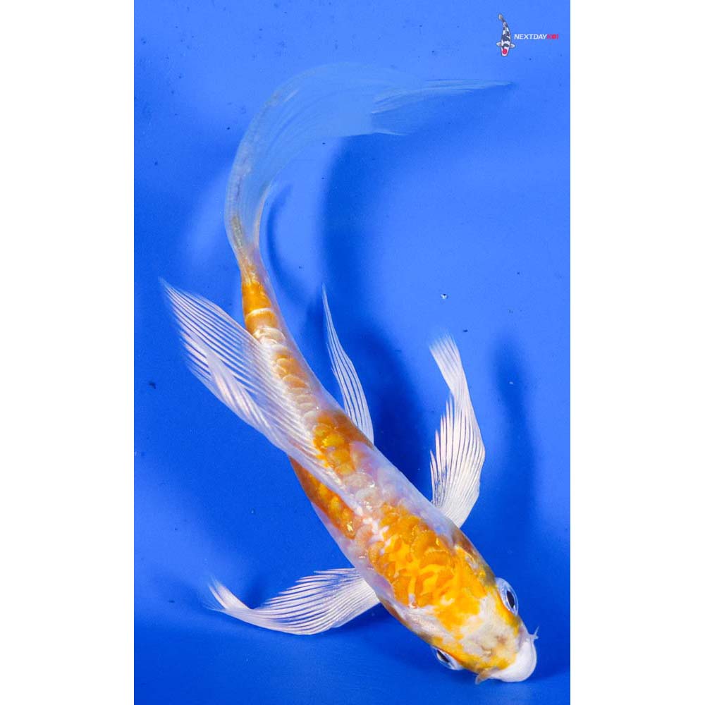 5” Imported Hariwake Butterfly Koi