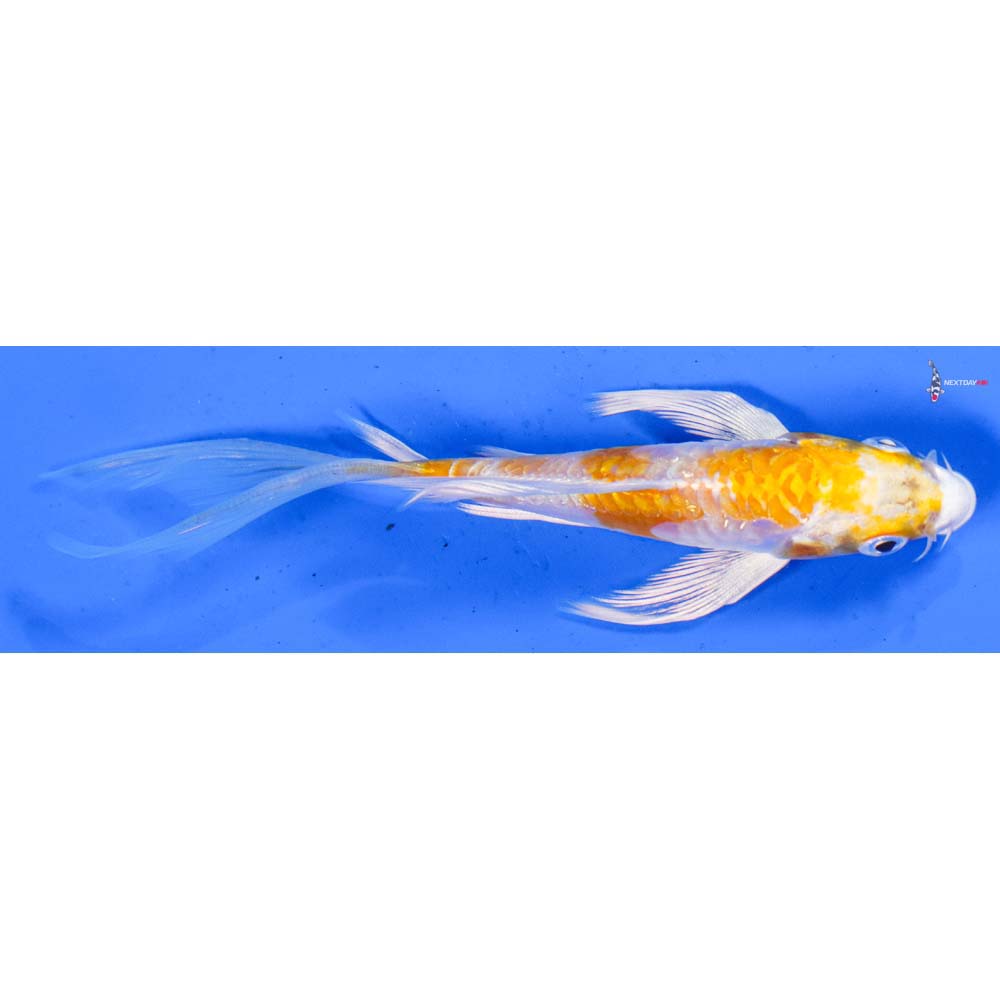 5” Imported Hariwake Butterfly Koi