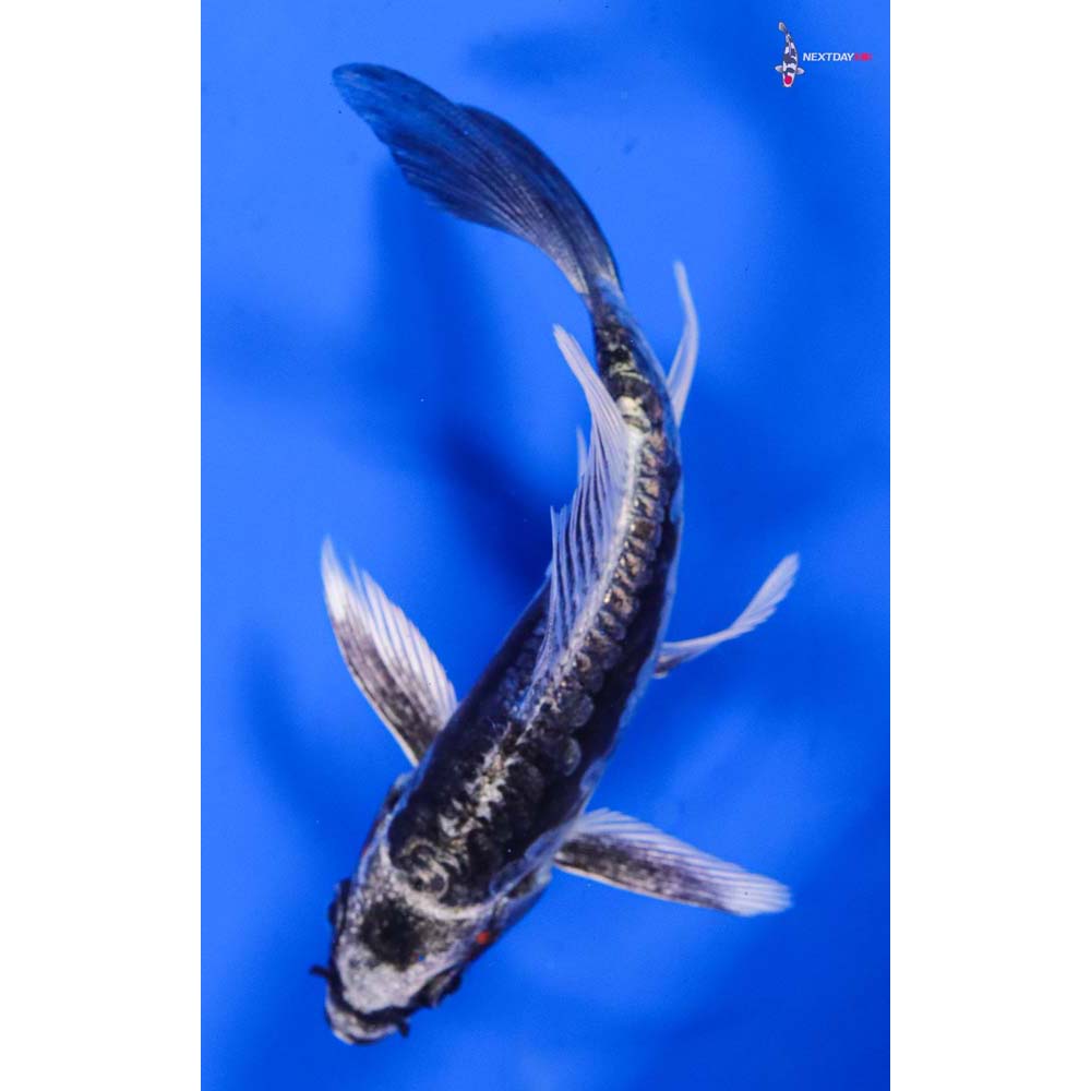4” Imported Kikokuryu Butterfly Koi