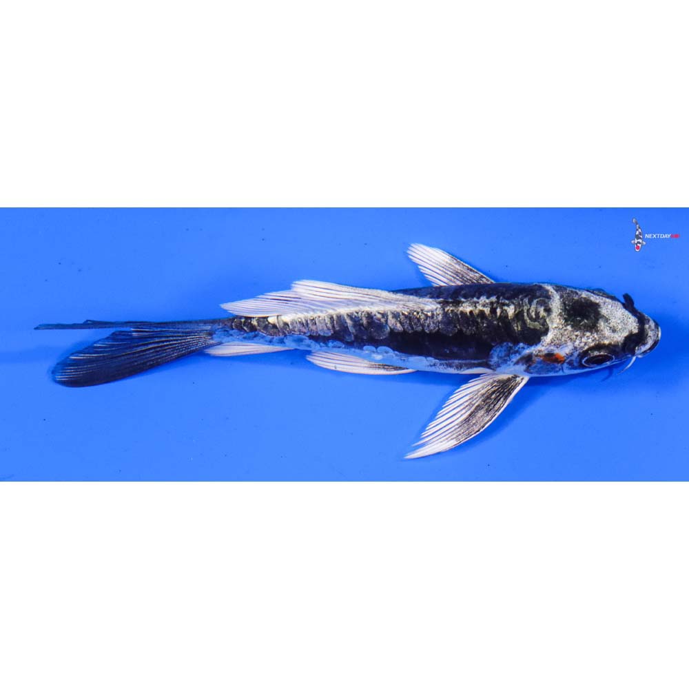 4” Imported Kikokuryu Butterfly Koi