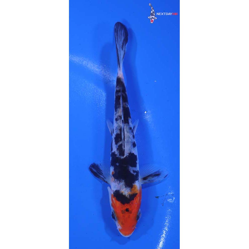 4.5” Imported Doitsu Sanke