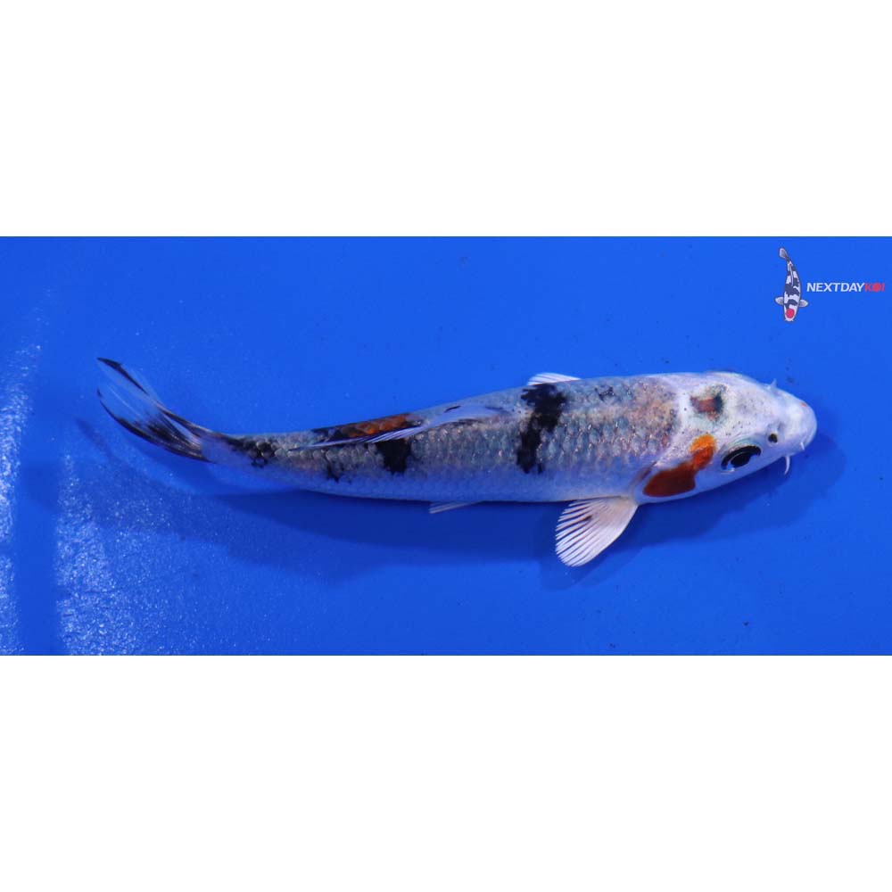 3” Imported Yamato Nishiki