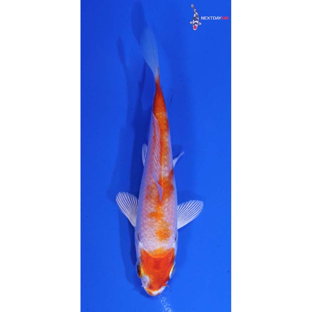 3” Imported Hariwake